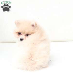Abby, Pomeranian Puppy