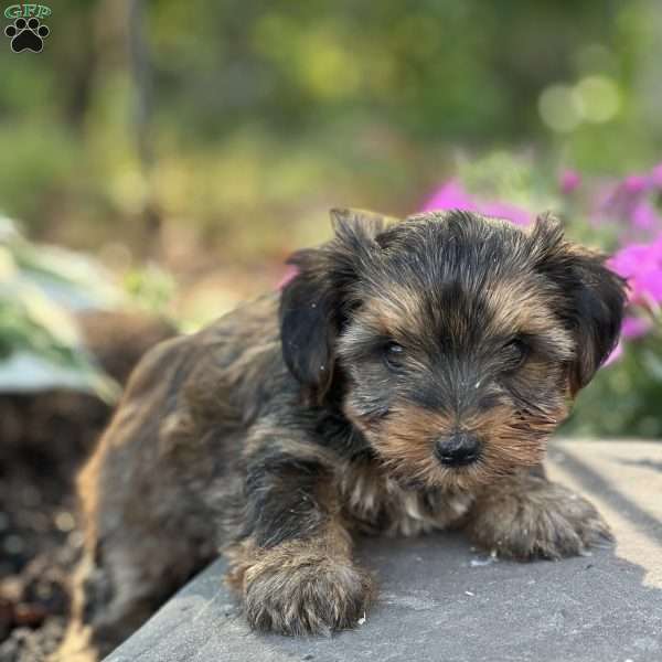 Cece, Shorkie Puppy
