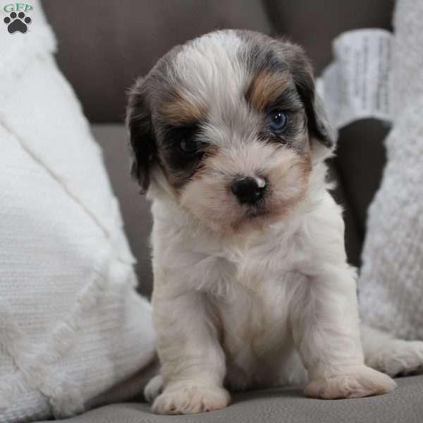 Iris, Cavapoo Puppy