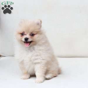 Abby, Pomeranian Puppy