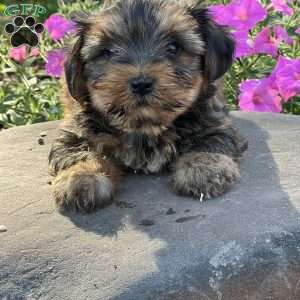 Cece, Shorkie Puppy