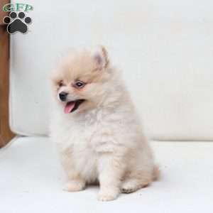 Abby, Pomeranian Puppy