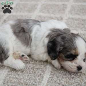 Iris, Cavapoo Puppy