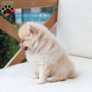 Abby, Pomeranian Puppy
