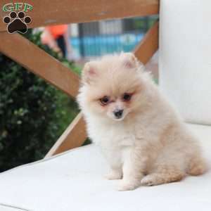 Abby, Pomeranian Puppy