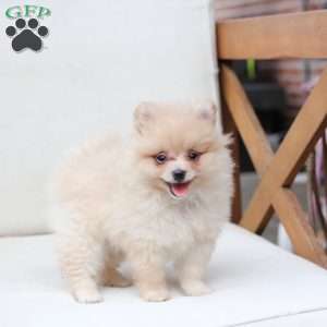 Abby, Pomeranian Puppy