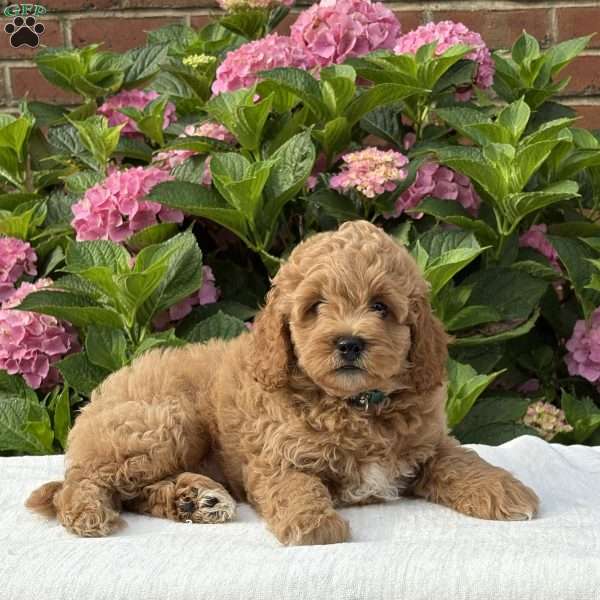 Clark, Cockapoo Puppy