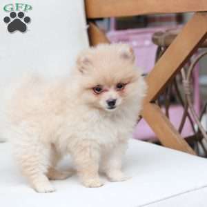Abby, Pomeranian Puppy