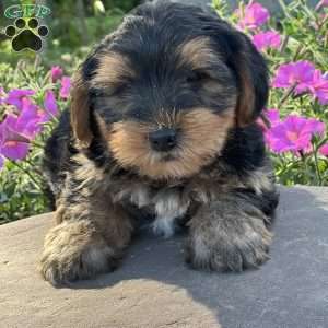 Caleb, Shorkie Puppy