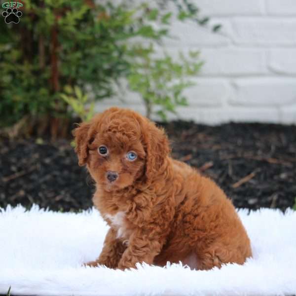 Nikki, Cavapoo Puppy