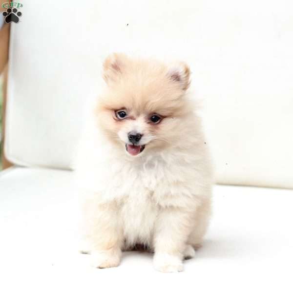 Abby, Pomeranian Puppy