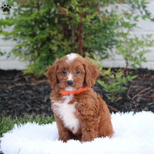 Nacho, Cavapoo Puppy