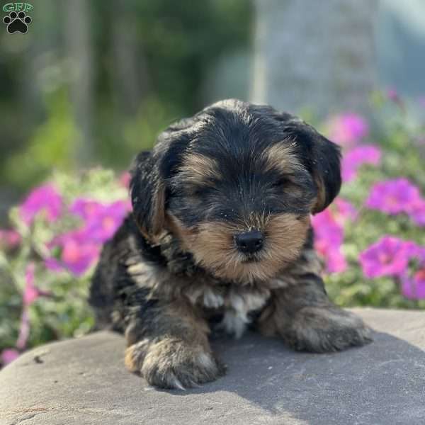 Caleb, Shorkie Puppy