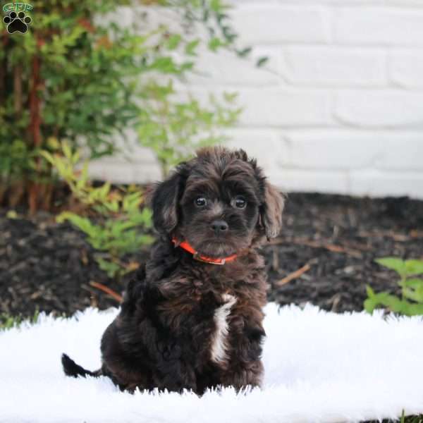 Neo, Cavapoo Puppy