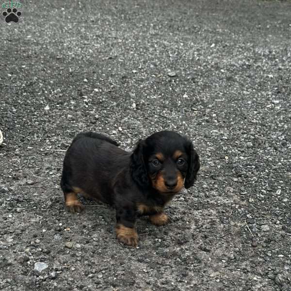 Bailey, Dachshund Puppy