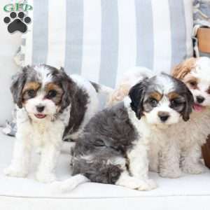 Willow, Cavapoo Puppy