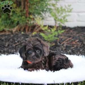 Neo, Cavapoo Puppy