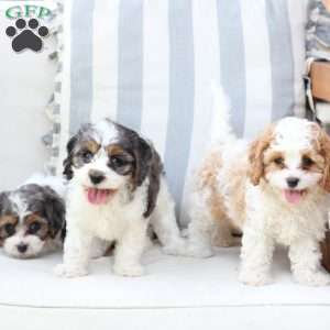 Willow, Cavapoo Puppy