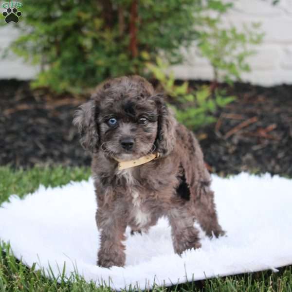 Nugget, Cavapoo Puppy