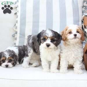 Willow, Cavapoo Puppy