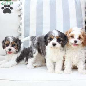 Willow, Cavapoo Puppy
