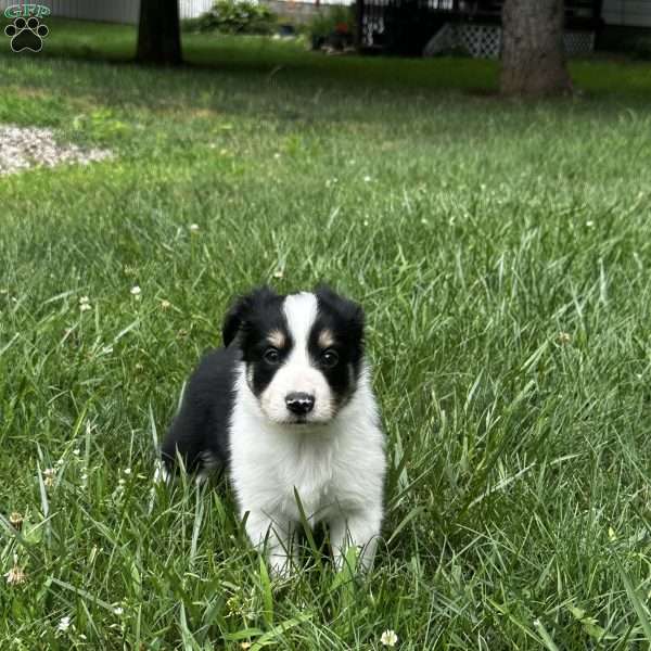 Coal, Sheltie Mix Puppy