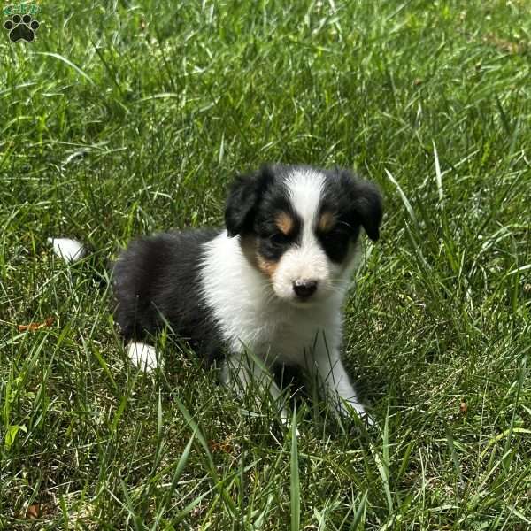 Cash, Sheltie Mix Puppy