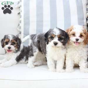 Willow, Cavapoo Puppy