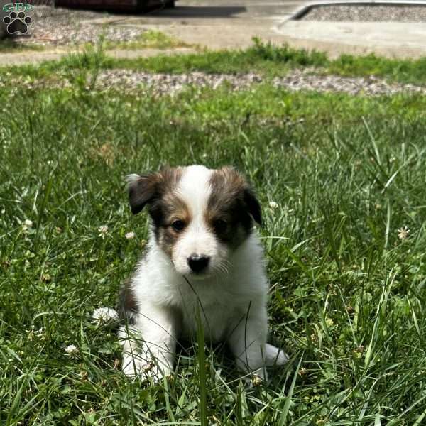 Cody, Sheltie Mix Puppy