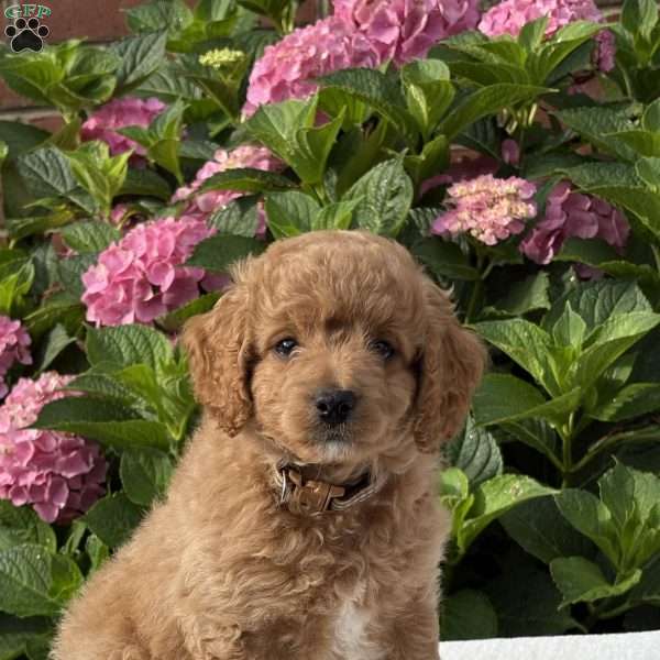 Riley, Cockapoo Puppy