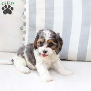 Willow, Cavapoo Puppy