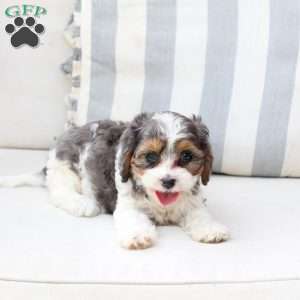 Willow, Cavapoo Puppy