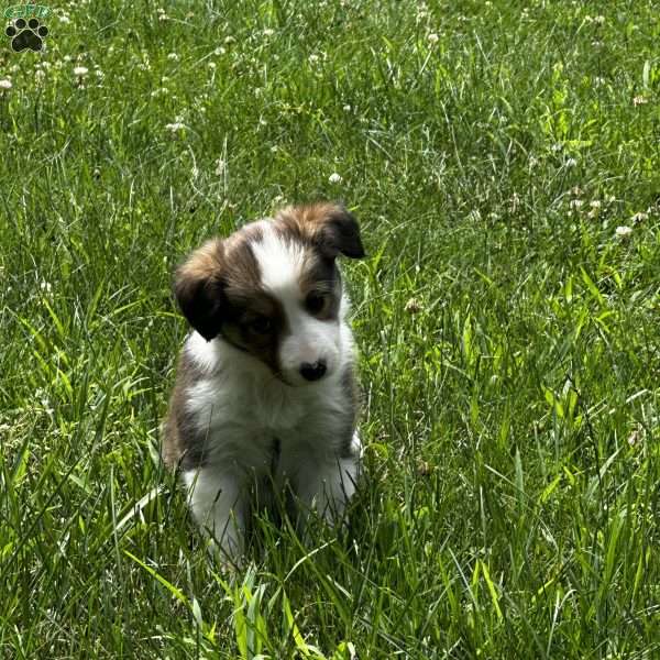 Candy, Sheltie Mix Puppy