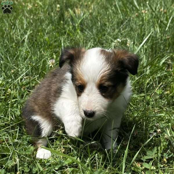 Callie, Sheltie Mix Puppy