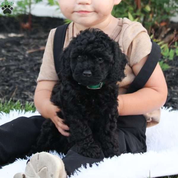 Nixon, Cavapoo Puppy