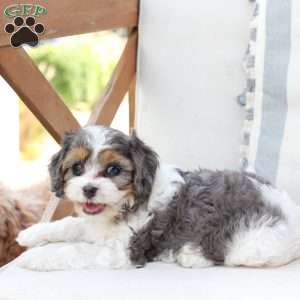 Willow, Cavapoo Puppy