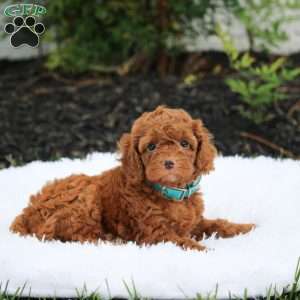 Milo, Cockapoo Puppy