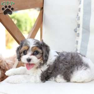 Willow, Cavapoo Puppy