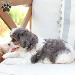 Willow, Cavapoo Puppy