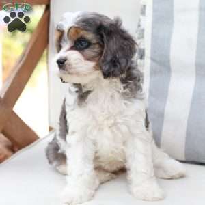 Willow, Cavapoo Puppy