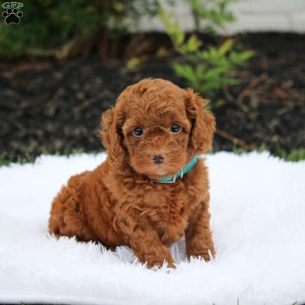 Milo, Cockapoo Puppy