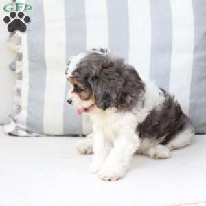 Willow, Cavapoo Puppy