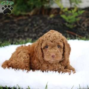 Max, Cockapoo Puppy
