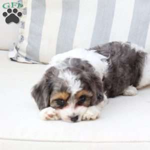 Willow, Cavapoo Puppy