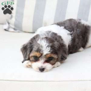 Willow, Cavapoo Puppy