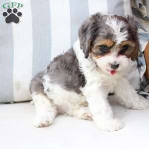 Willow, Cavapoo Puppy