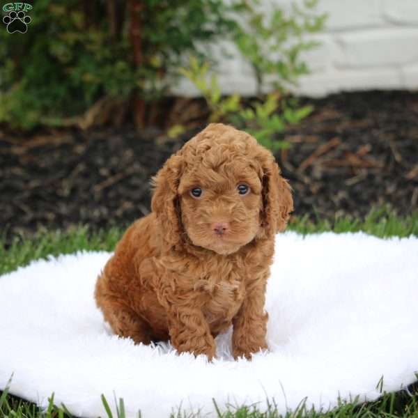 Max, Cockapoo Puppy
