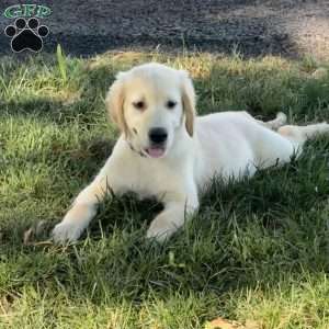 Candy, Golden Retriever Puppy