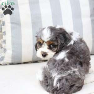 Walter, Cavapoo Puppy