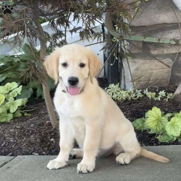 Candy, Golden Retriever Puppy